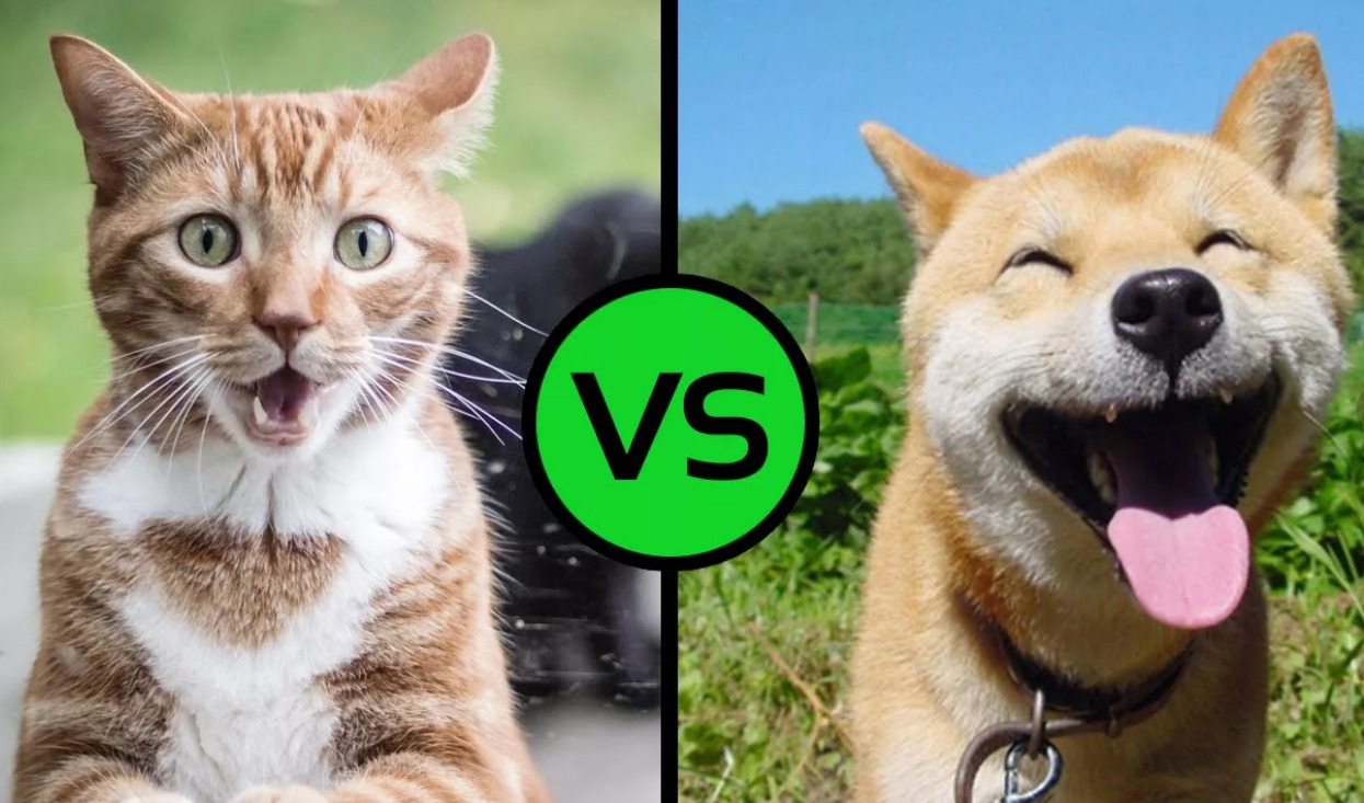 Cat vs Doge